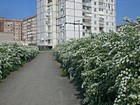 Сквер 225-ти річчя м. Кривого Рогу